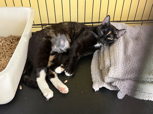 Sabi, Adult Domestic Short Hair / Mixed (short coat), cat for adoption in Lancaster, Pennsylvania