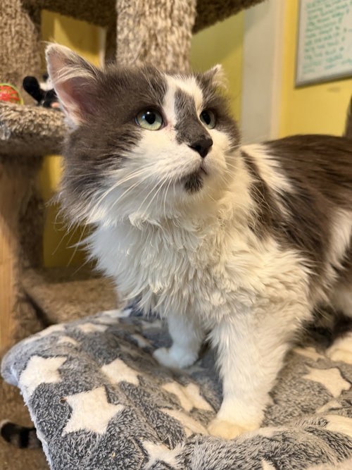 Wednesday, Adult Domestic Long Hair / Mixed (long coat), cat for adoption in Lancaster, Pennsylvania