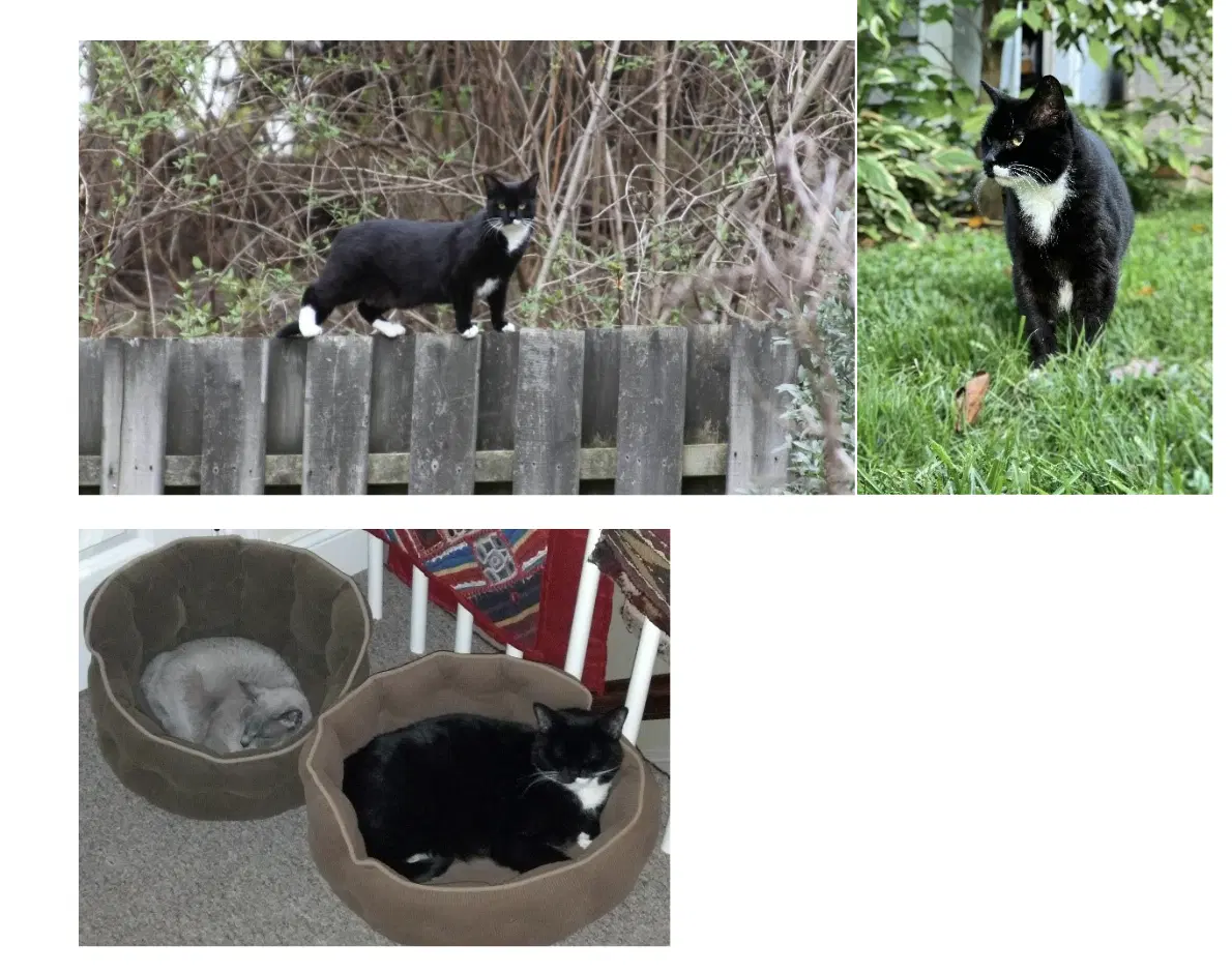 Courtesy Post Peg - Domestic Short Hair