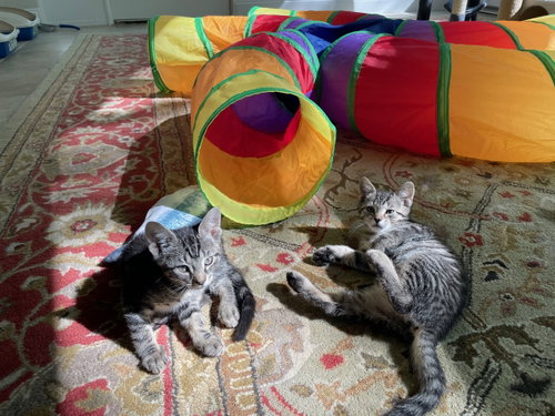 Petunia, an adoptable Domestic Short Hair in Devon, PA