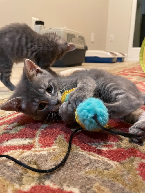 Johnny Jump Up, an adoptable Domestic Short Hair in Devon, PA