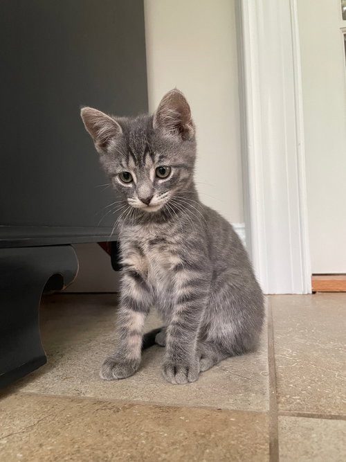 Azalea, an adoptable Domestic Short Hair in Devon, PA