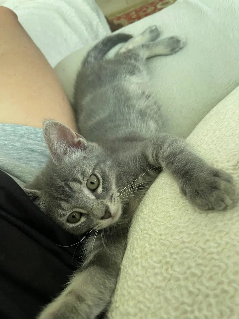 Azalea - Domestic Short Hair