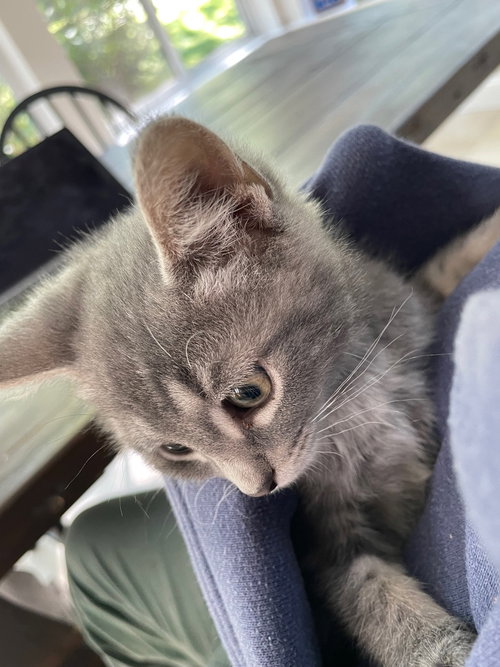 Thistle, an adoptable Domestic Short Hair in Devon, PA