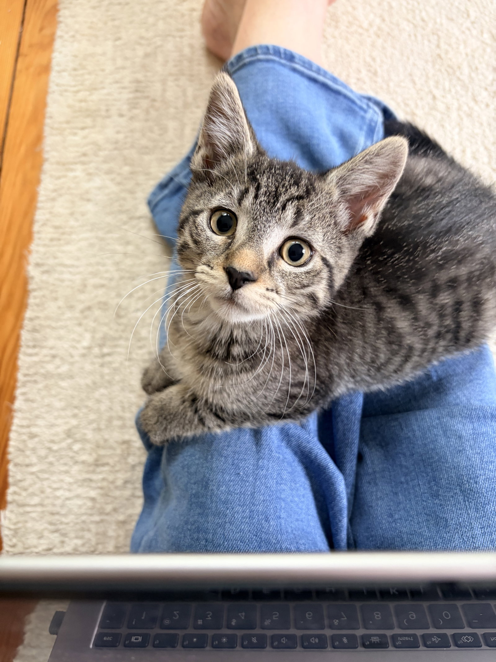 Winky, cat