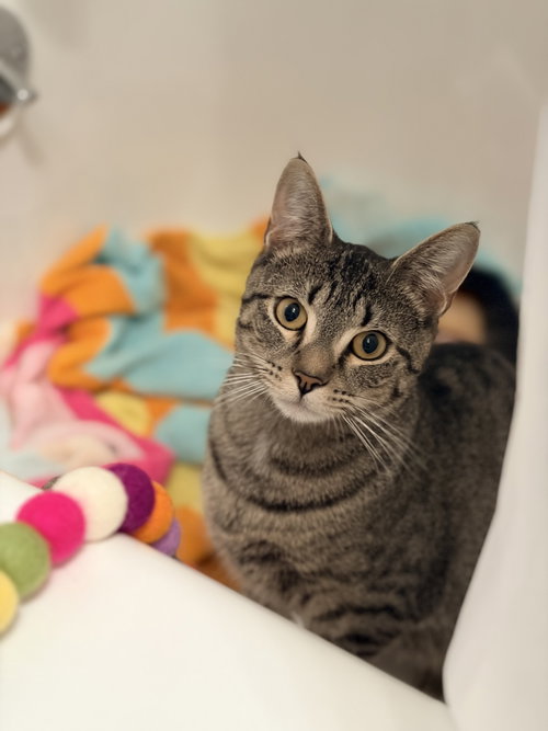 Jessie Girl, an adoptable Domestic Short Hair in Devon, PA