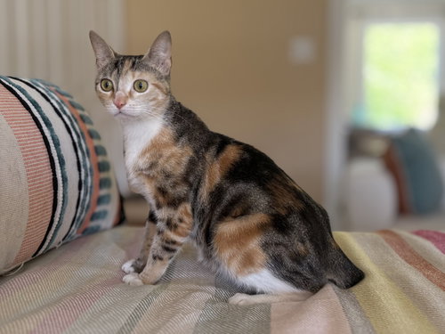Tulip, an adoptable Domestic Short Hair in Devon, PA