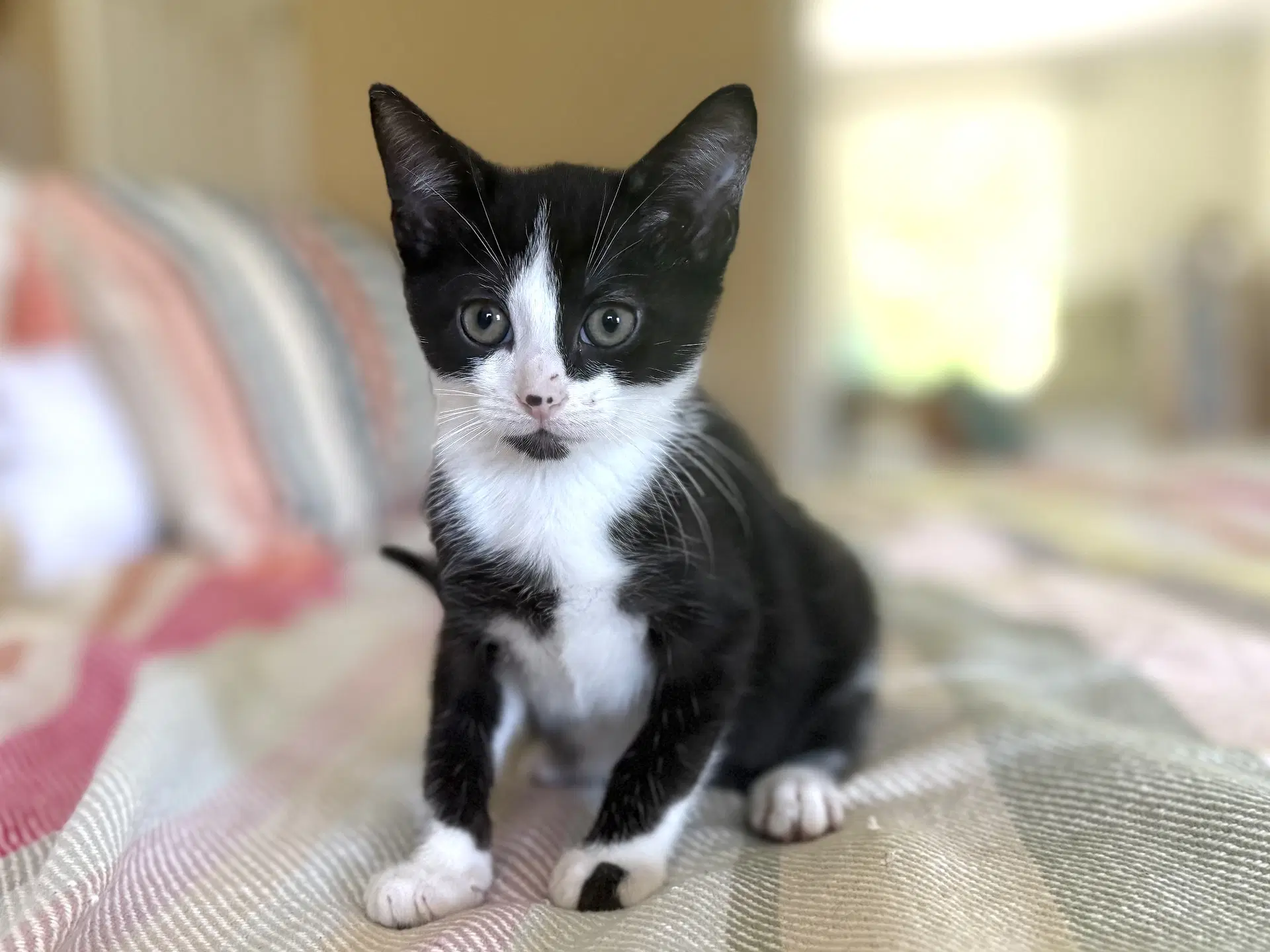 Kenny - Domestic Short Hair
