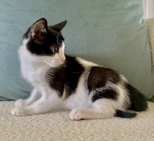 Dolly, an adoptable Domestic Short Hair in Devon, PA