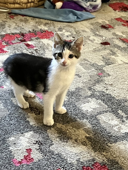 Bing, an adoptable Domestic Short Hair in Devon, PA