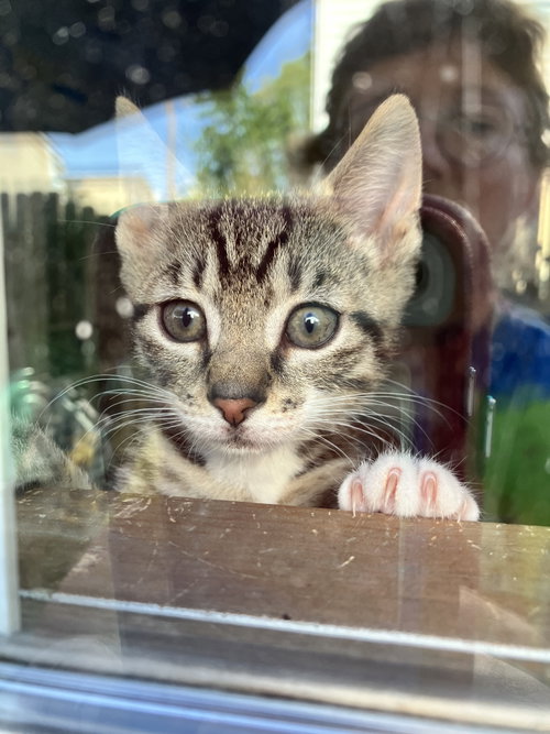 Bong, an adoptable Domestic Short Hair in Devon, PA