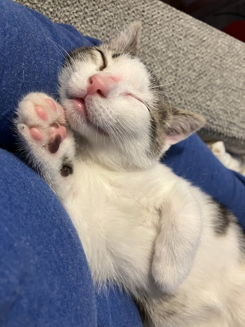 Halley, an adoptable Domestic Short Hair in Devon, PA