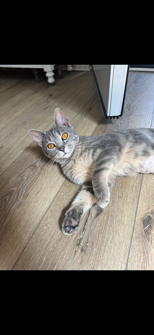 Sapphire, an adoptable Domestic Short Hair in Devon, PA