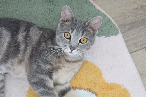 Sapphire, Young Domestic Short Hair / Mixed (short coat), cat for adoption in Camden, New Jersey