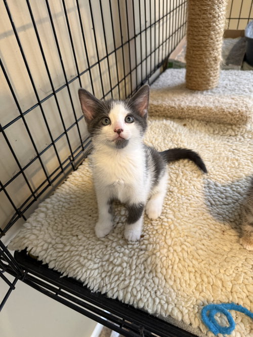 Venus, an adoptable Domestic Short Hair in Devon, PA