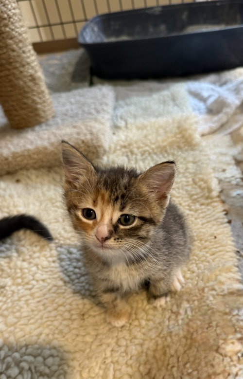 Serena, an adoptable Domestic Short Hair in Devon, PA