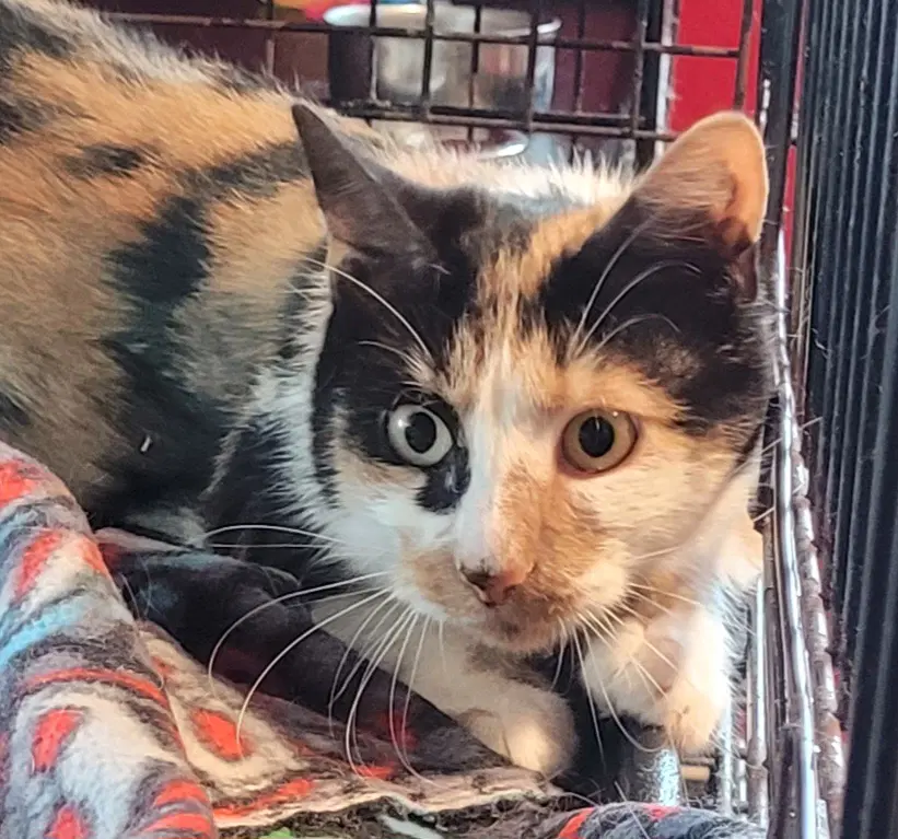 Flavia - Domestic Short Hair
