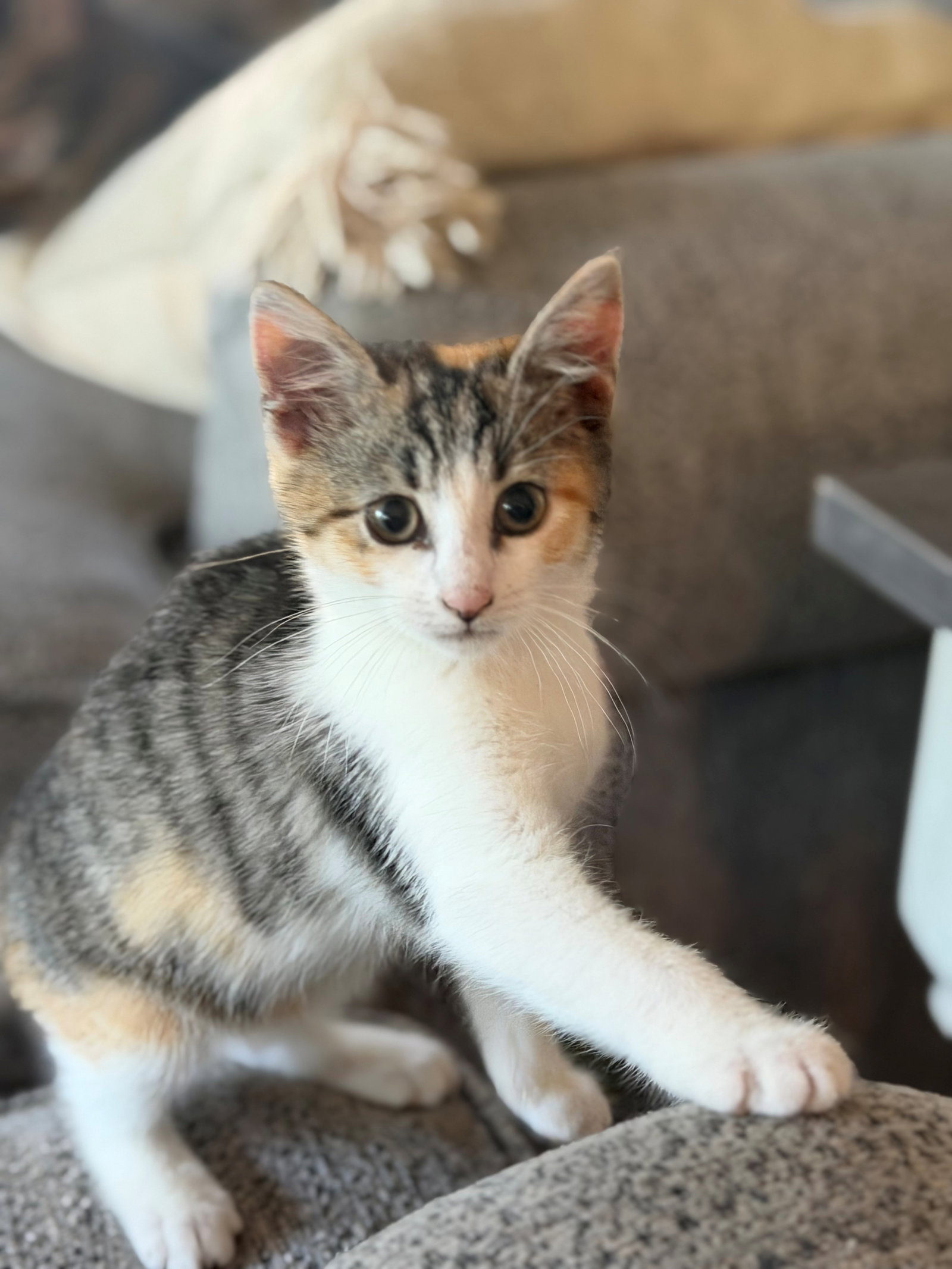 Rosita, cat
