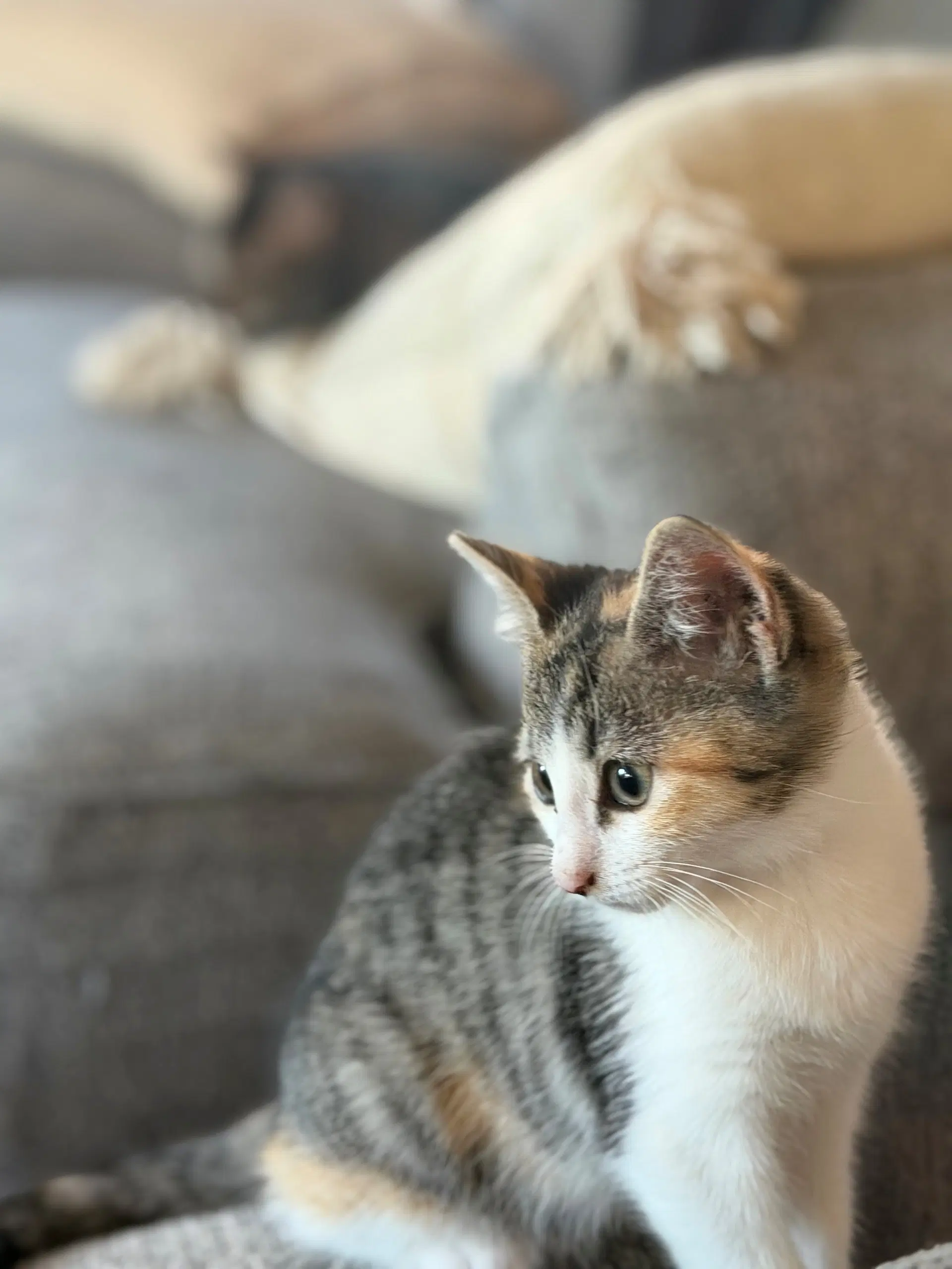 Rosita image 2