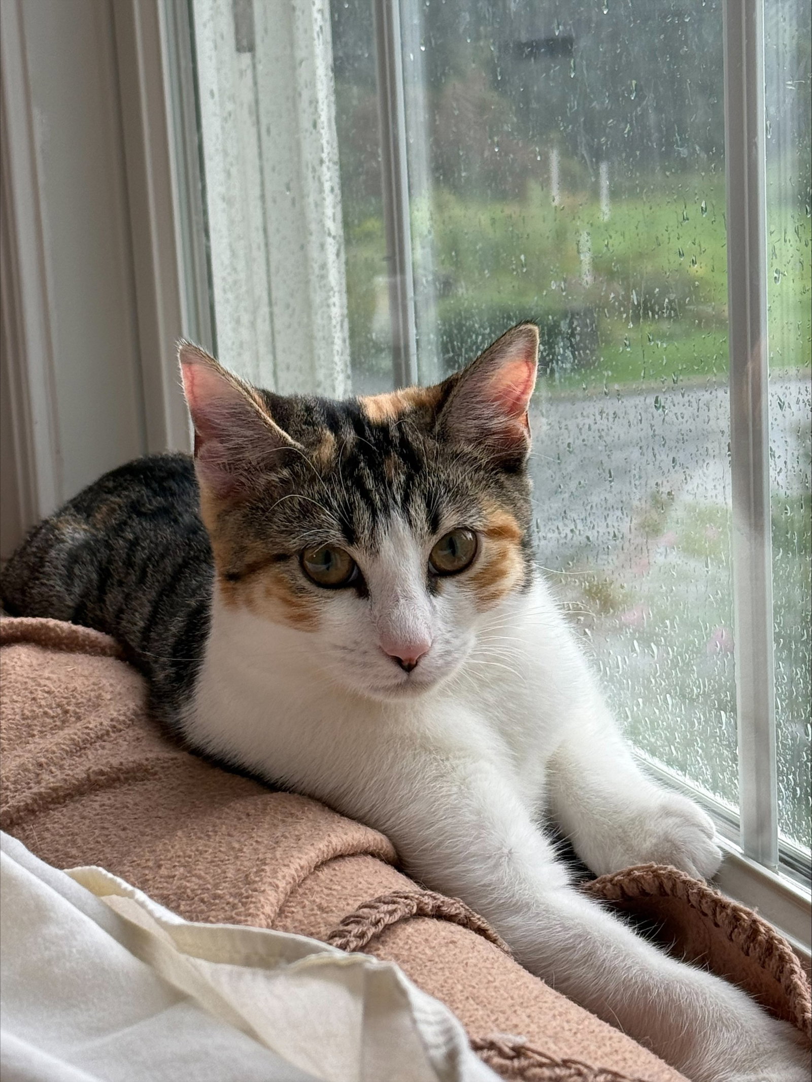 Rosita