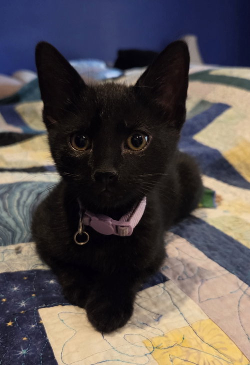 Patti