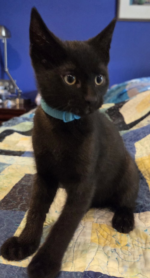 Finn