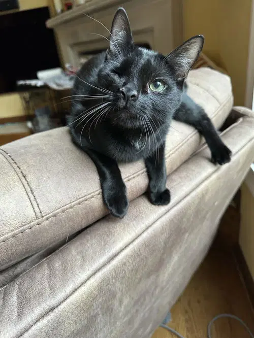 Edgar - Domestic Short Hair