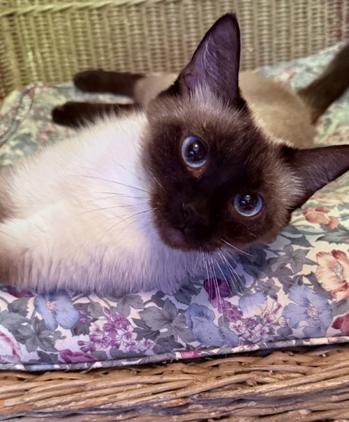 Sapphire Eyes