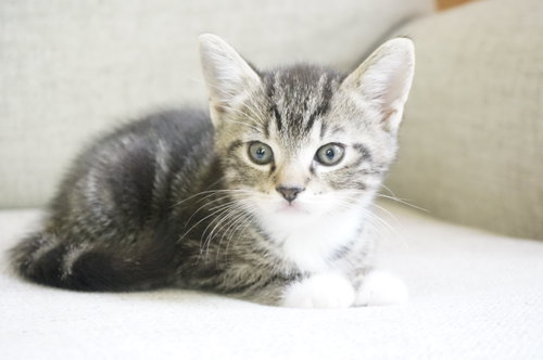 Cilantro