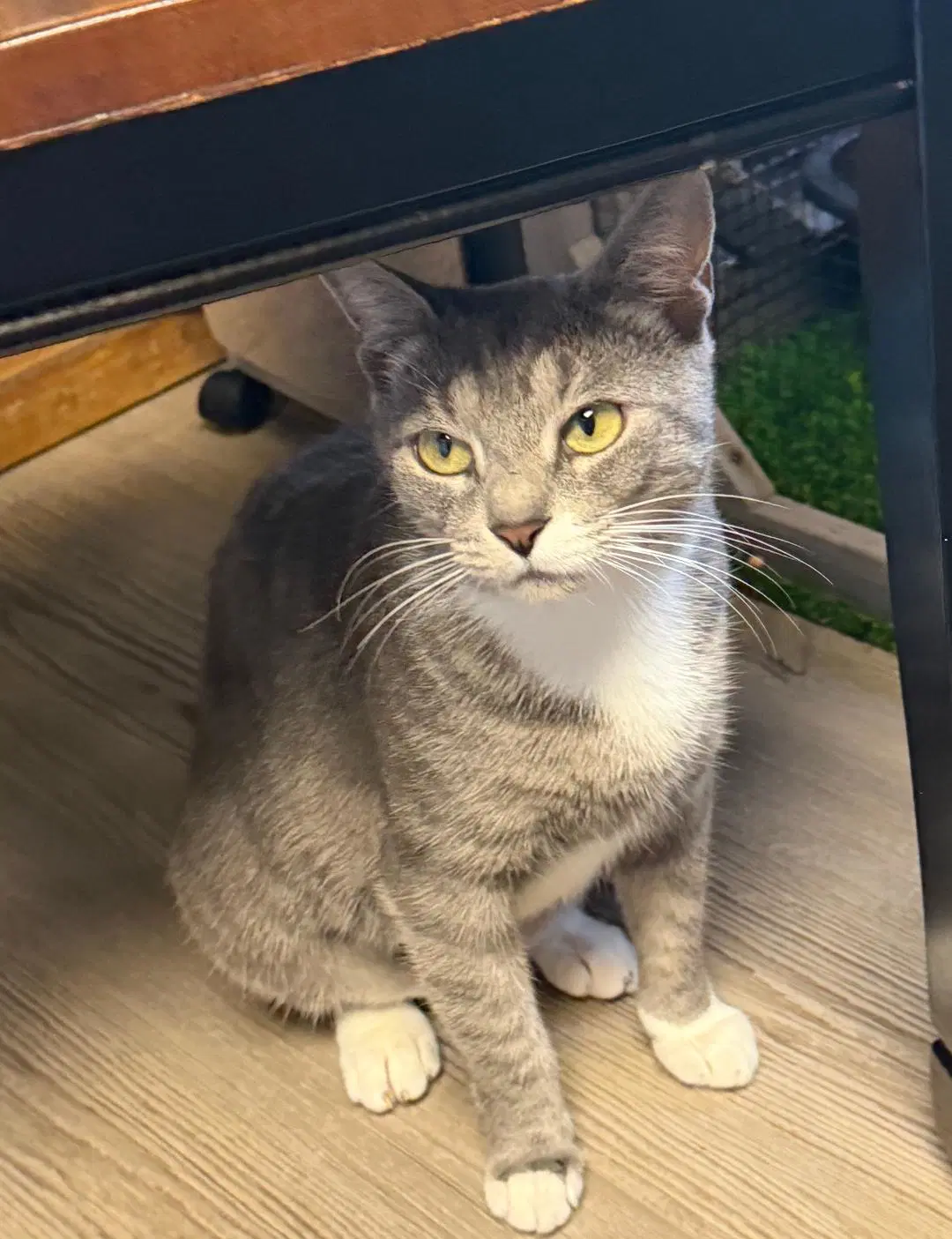 Buttercup - Domestic Short Hair