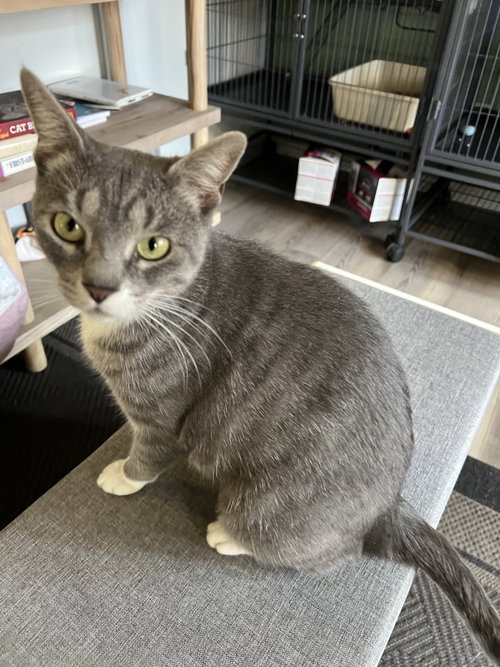 Buttercup, Adult Domestic Short Hair / Mixed (short coat), cat for adoption in Camden, New Jersey