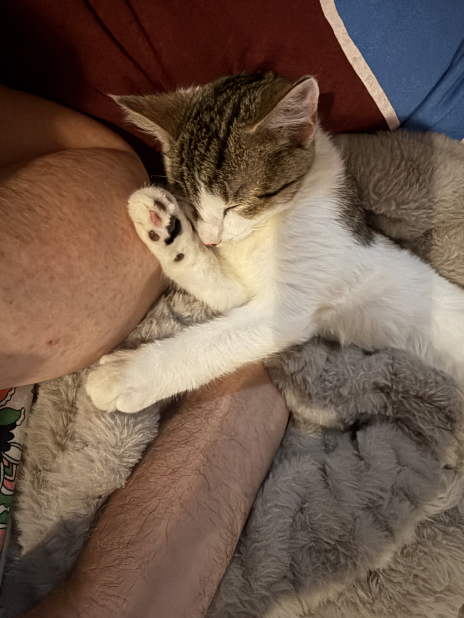 Dixie, cat