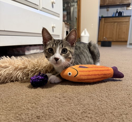 Dewey, an adoptable Domestic Short Hair in Devon, PA