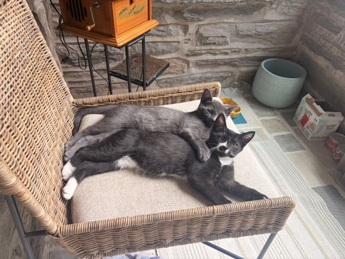 Photo 3 of Archibald