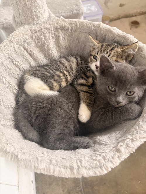 Photo 4 of Archibald