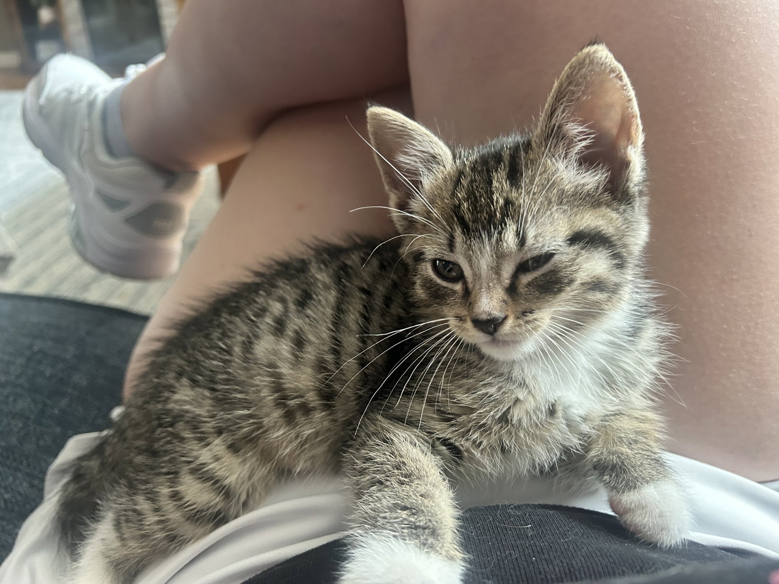 Scrapple, cat