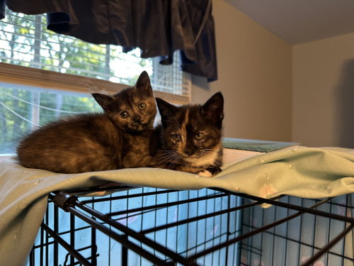 Tostitos, an adoptable Domestic Short Hair in Devon, PA