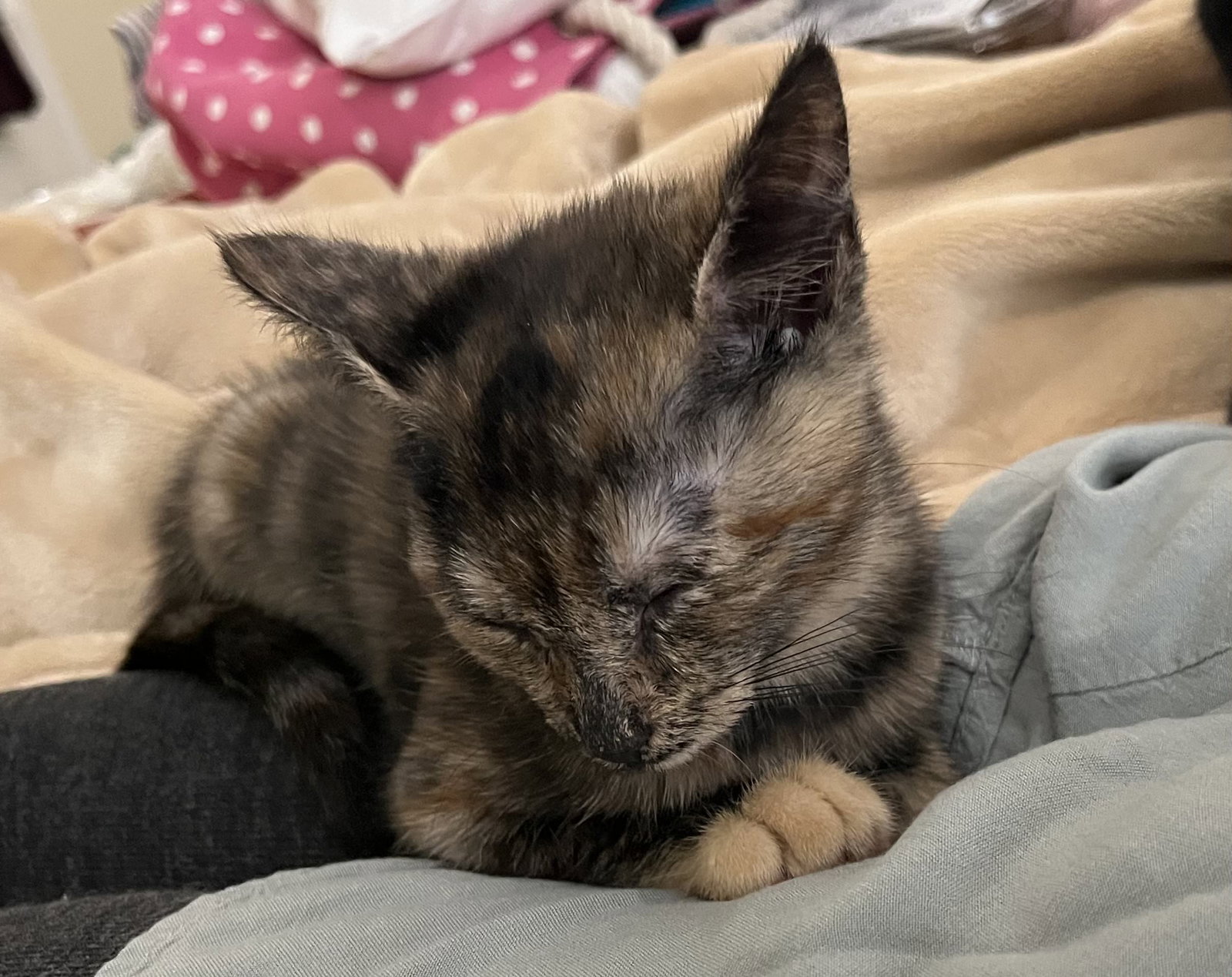 Potato Chip, cat