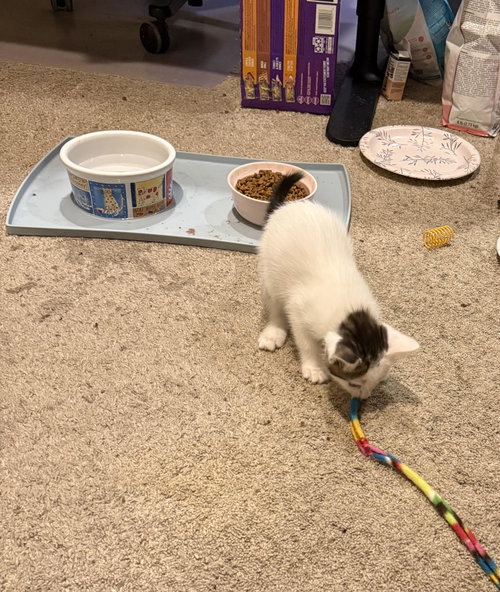 picture of the cat needing adoption