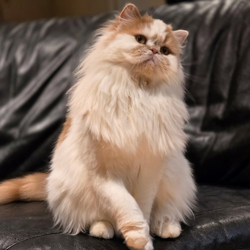 Susan, an adoptable Scottish Straight in Devon, PA