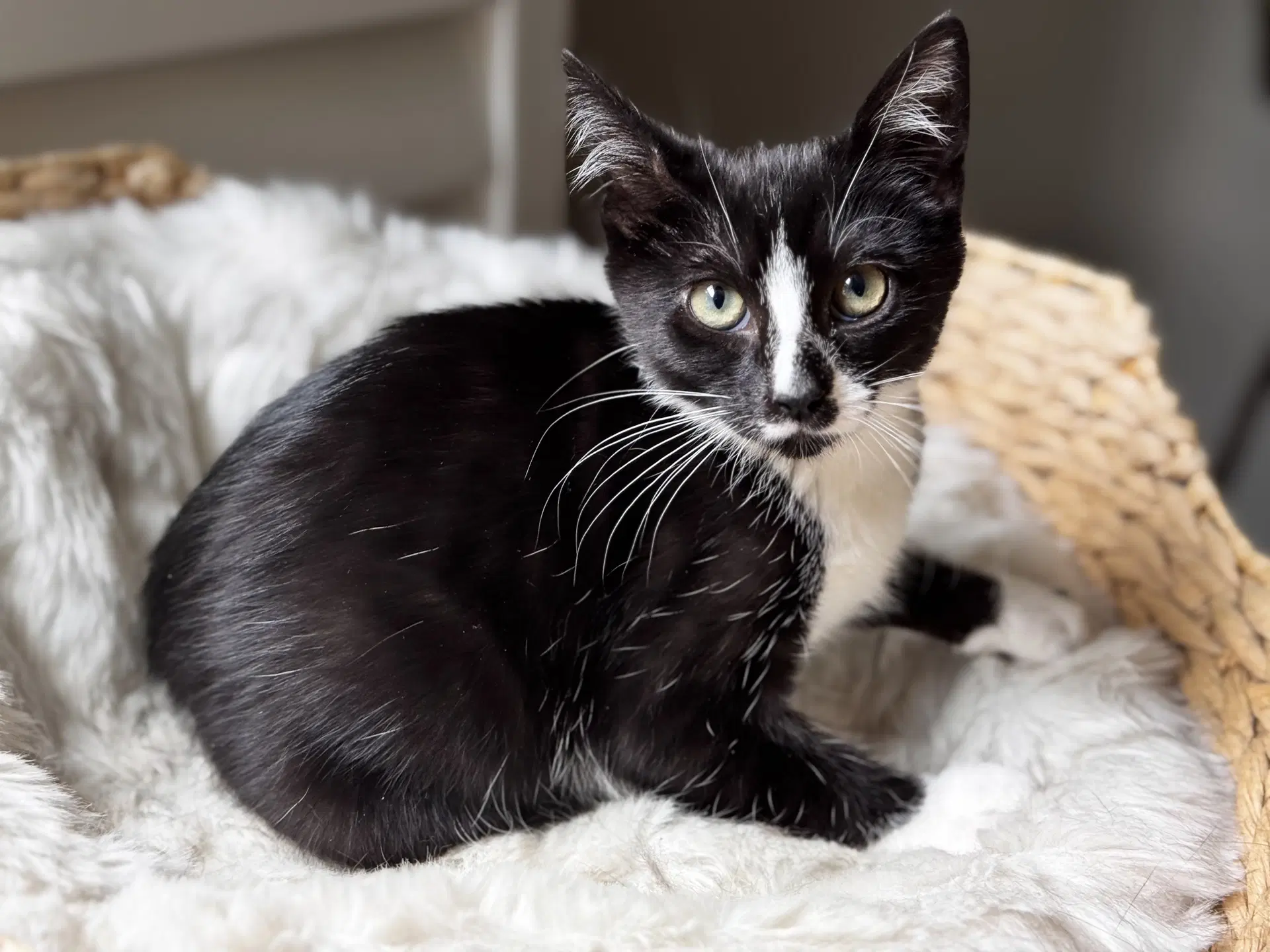 Rosalind - Domestic Short Hair