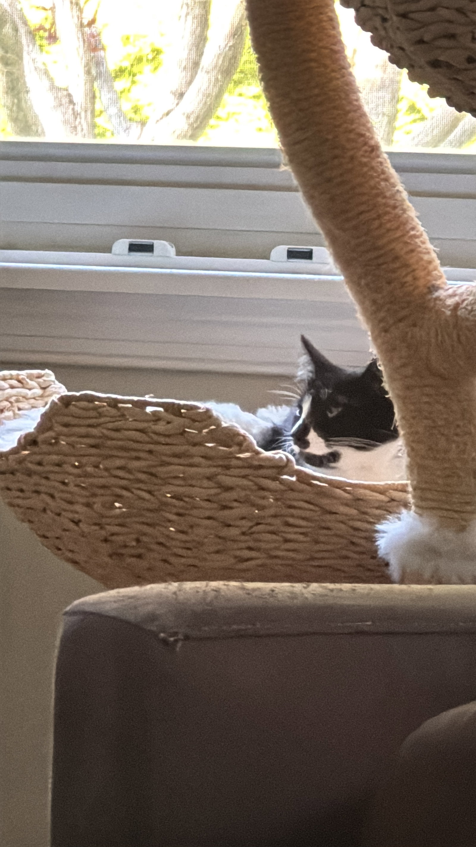 Rosalind, photo 4