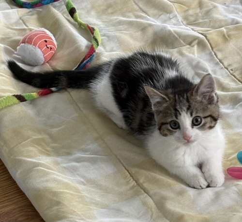 Fall, an adoptable Domestic Short Hair in Devon, PA