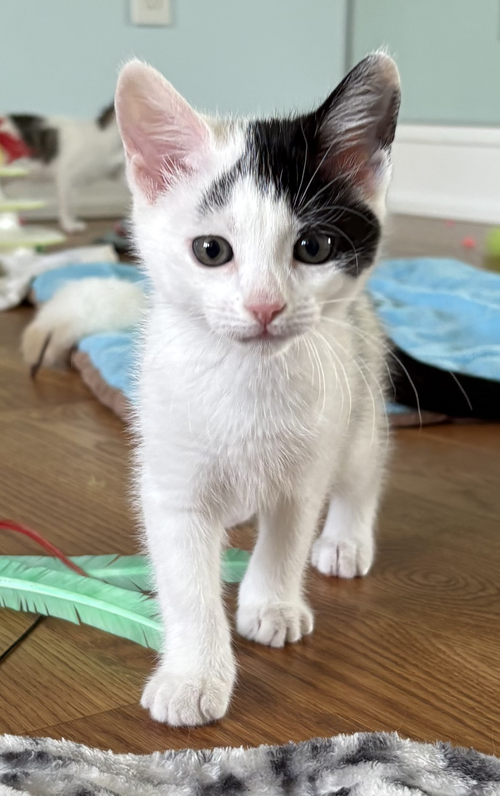 Summer, an adoptable Domestic Short Hair in Devon, PA