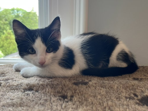Winter, an adoptable Domestic Short Hair in Devon, PA