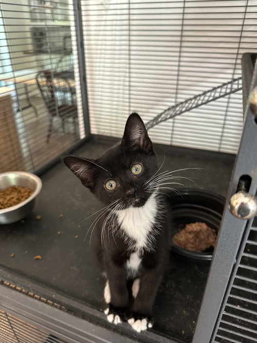 Corn Chip, an adoptable Domestic Short Hair in Devon, PA