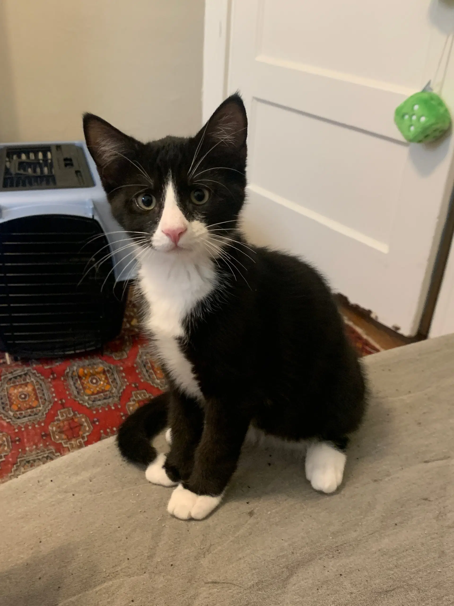 Nugget Boy - Domestic Short Hair