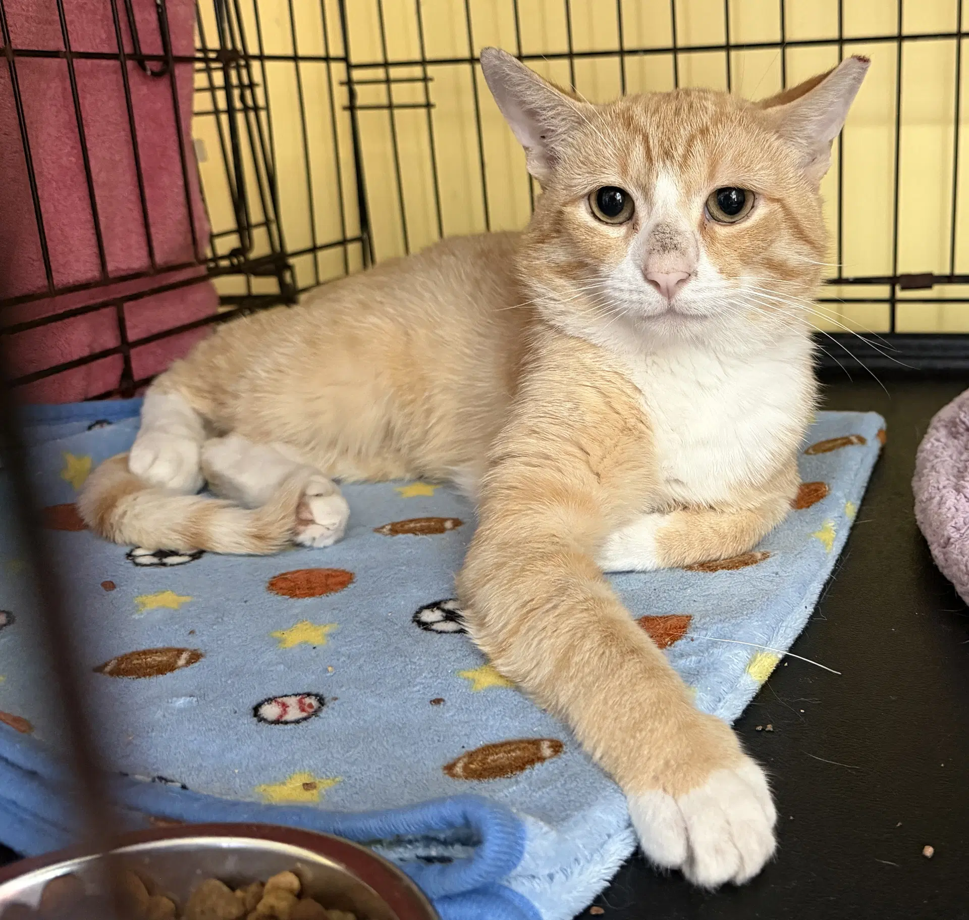 Dexter - Domestic Short Hair