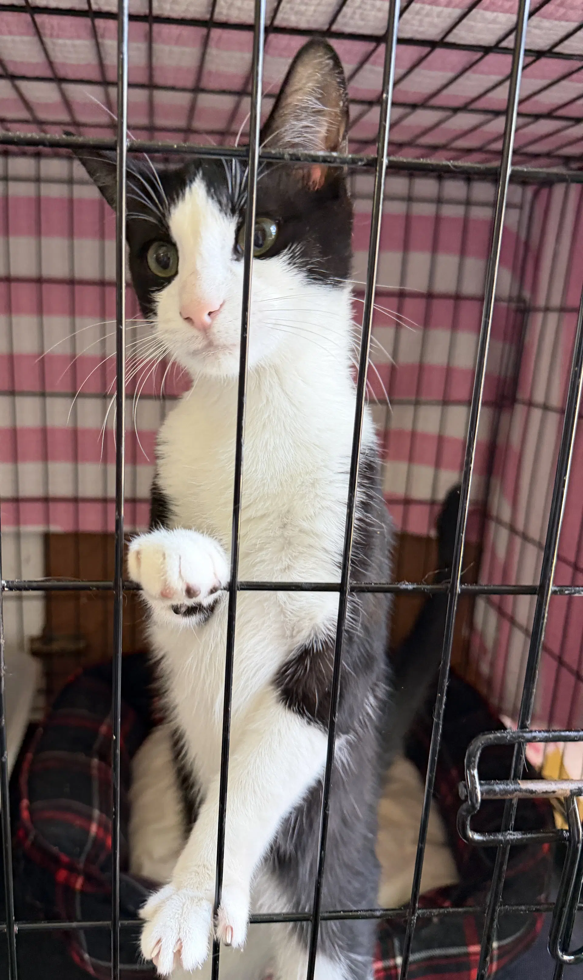 Panda - Domestic Short Hair