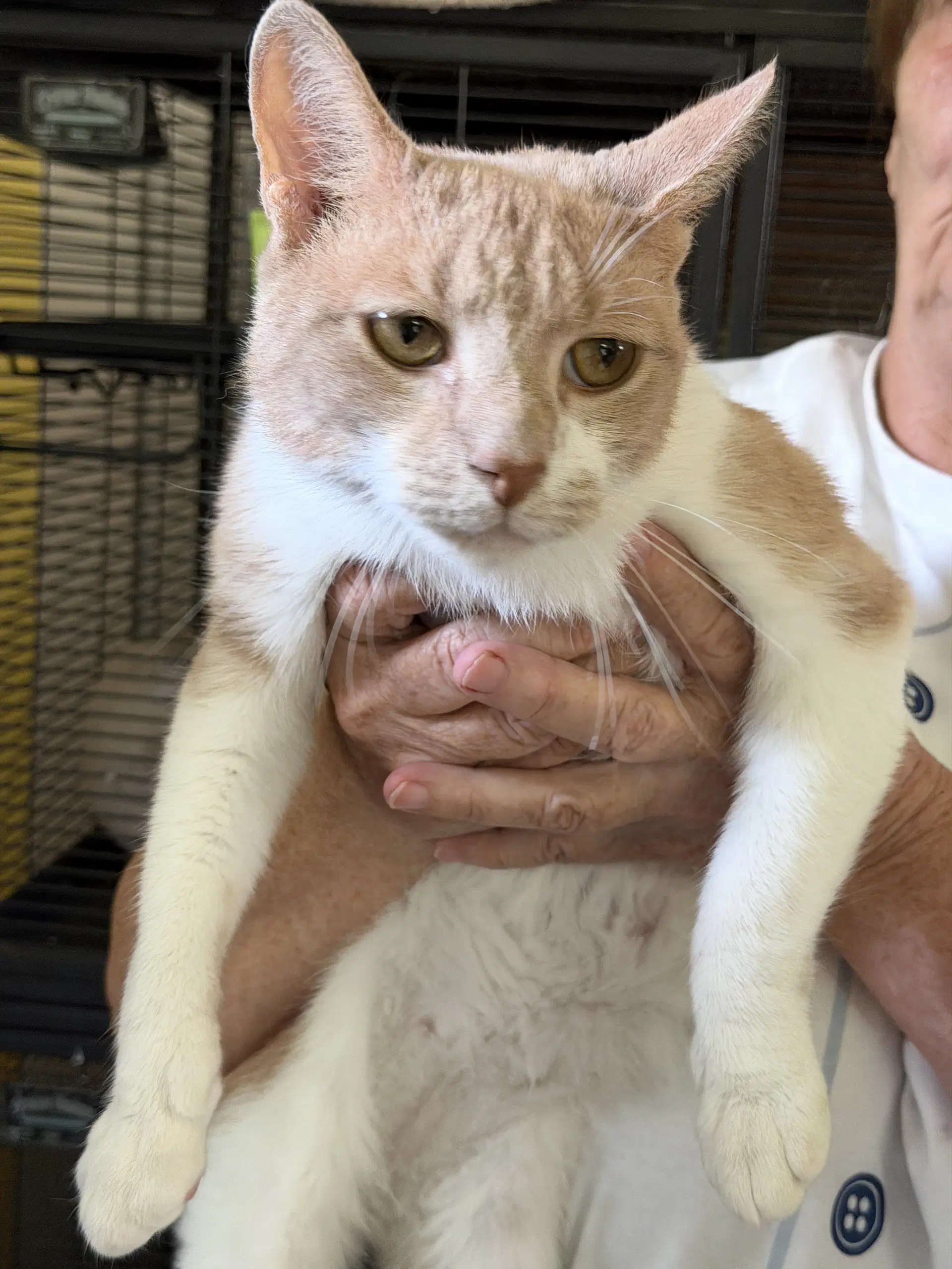 Sonny Boy - Domestic Short Hair